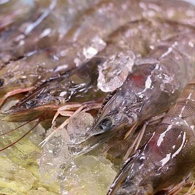 【胡同燒肉】生凍白蝦 30/40（1000g × 3 組入）